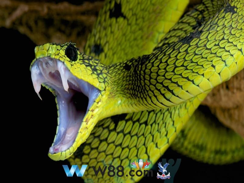 Tìm hiểu về giải mã giấc mơ bị rắn cắn vào chân