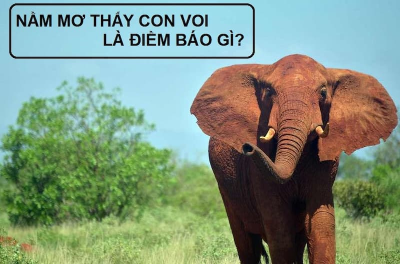 nằm mơ thấy voi đánh con gì